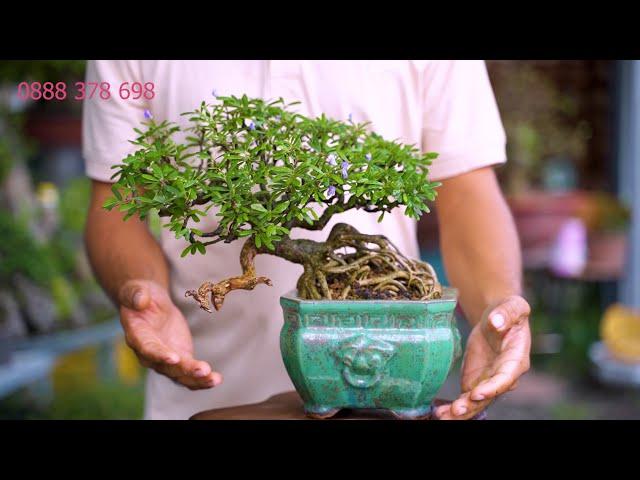 Thọ Bonsai - Số 361 ĐÃ BÁN- Linh Sam Sông Hinh Zin Siêu Già