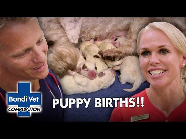 Most Emotional Puppy Births  | Compilation | Full Episode | Bondi Vet