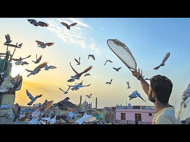 Kabootarbazi: The Love & Passion of Pigeon Keeping in Old Delhi