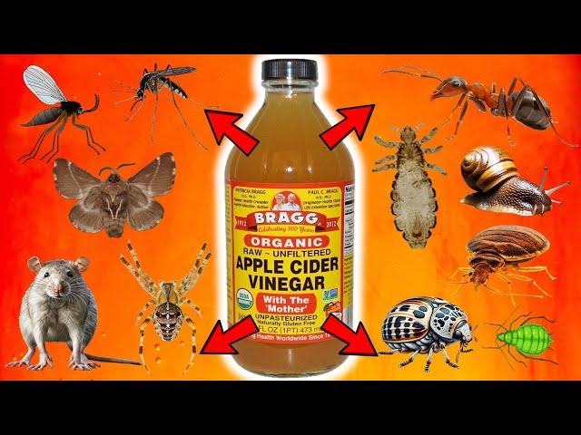 APPLE CIDER VINEGAR: Ultimate Pest Control For FLIES, MICE, ANTS, MOTHS, LICE, GNATS, BEDBUGS, APHID