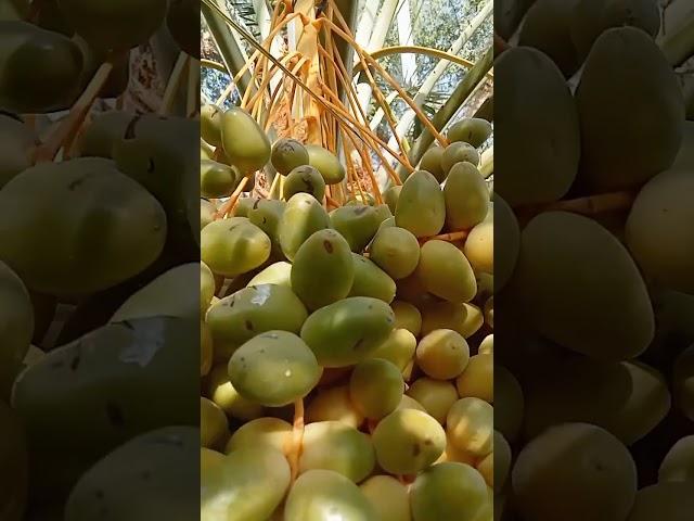 Miracle fruit in the Desert #alain #travel #abudhabi #emirates #uae #food