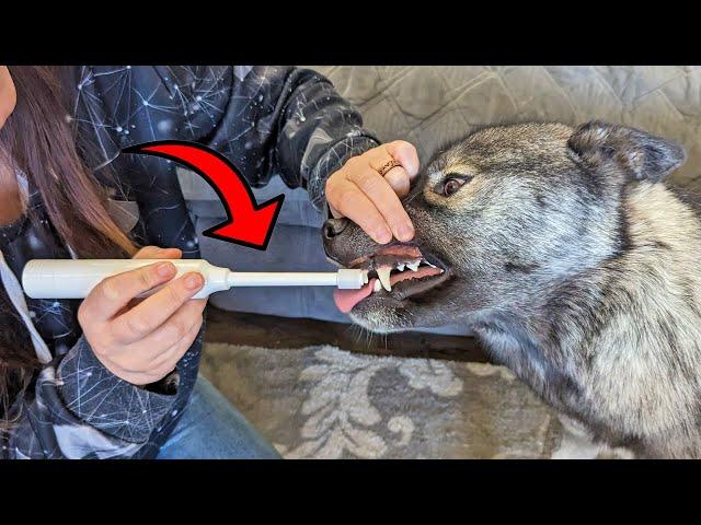 Clean Your Dogs Teeth with THIS Electric Toothbrush for Dogs