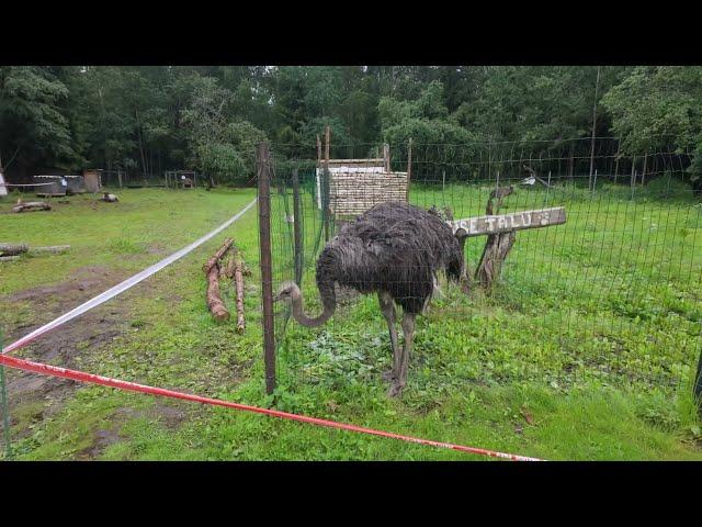 Nugise Hobitalu, Open Farm Day / Дни открытых хуторов / Avatud Talude Päev 2024