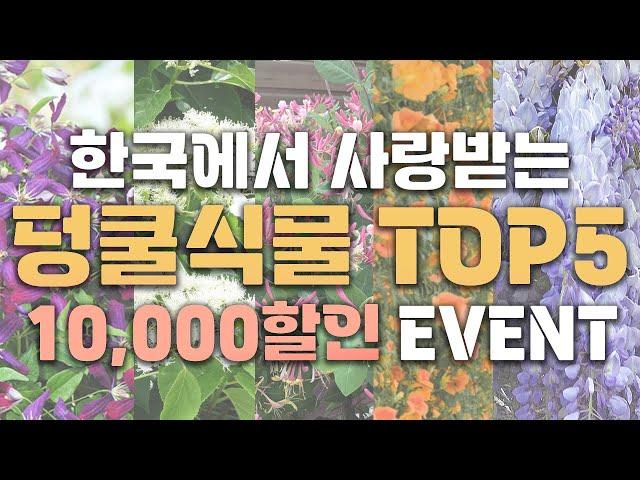 단 한주로도 벽 전체의 분위기를 바꿔버리는 덩쿨식물 TOP5 ! 대품 1만원 할인 이벤트까지 진행!~