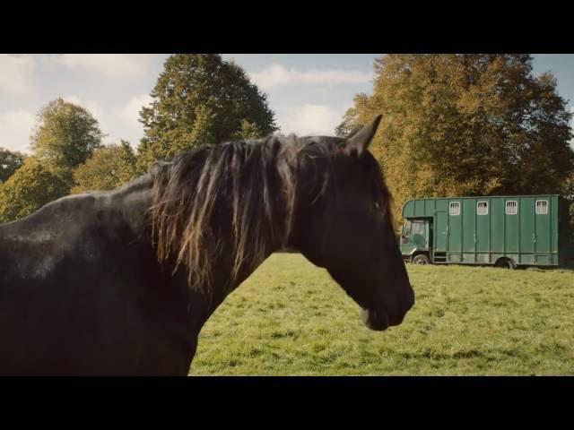 Лошади в рекламе. Веселый ролик про лошадей. Видео лошади