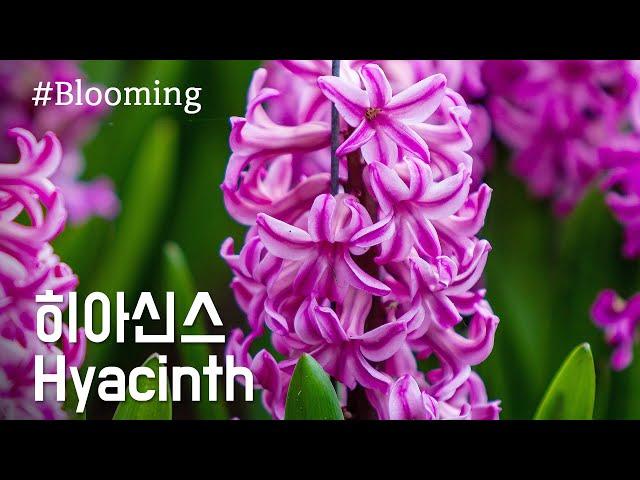 Hyacinth Flowering / Hyacinth / Flowering