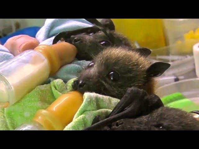 Bat Orphans