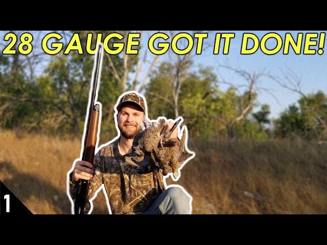 OPENING DAY Dove Hunt | 28 Gauge Dove Hunting 2020