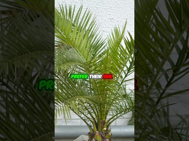 Majesty Palm Plants: A Regal Elegance for Home Transformation 