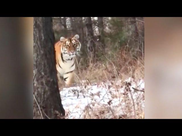 Siberian tiger sighting increases in NE China