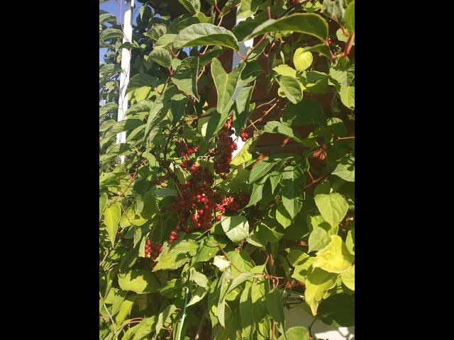 #лимонниккитайский / Цветение   Лимонника  китайского ( лат. Schisandra chinensis) Часть I