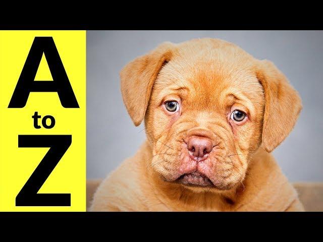 Animals in English Vocabulary for Kids, Babies, Children - Learn All Animal Species A to Z