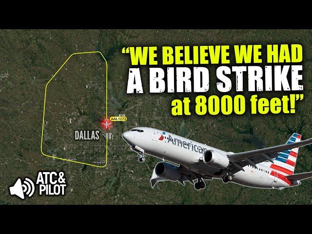 BIRD STRIKE AFTER THE RUNWAY! American Boeing 737 returns to Dallas [Real ATC]