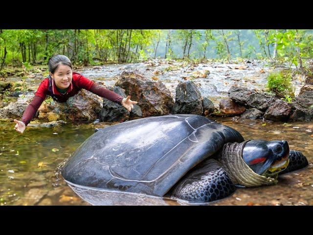 Harvesting FLAT SHELL TURTLE go to market sell | Susan Daily Life