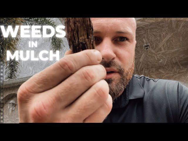 How To Keep Weeds Out Of Mulch