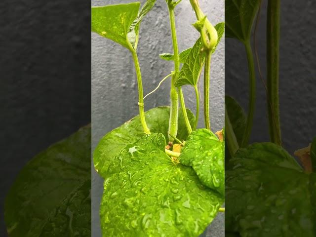 Proof that gardening brings joy… and cucumbers!#cucumber #terracegarden #homegrown #ytshorts #diy