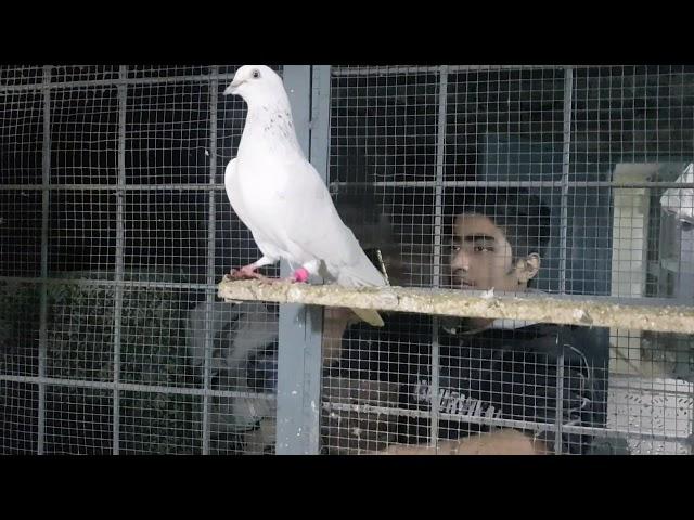 Senior Pigeon Lover Ustad Sheikh Ayub of Gujranwala Part 5