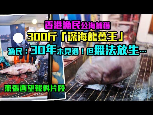 東張西望｜龍王片段報料｜香港漁民公海捕獲300斤「深海龍躉王」 漁民：30年未見過！但無法放生…