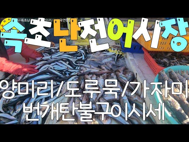 水産市場 속초시 오징어난전어시장 양미리/도루묵/가자미 구워먹는 시세와내용물 견문록삶2328/Sokcho port fish market, korea