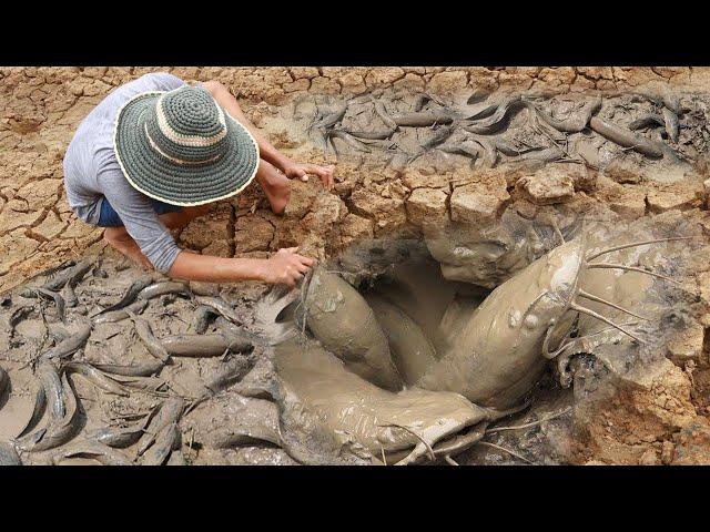 Unique Fishing | Man Catching Giant Catfish In Dry Season