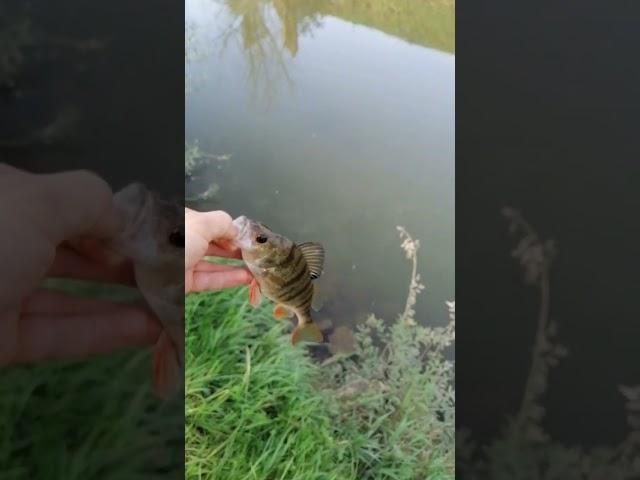 Perch release