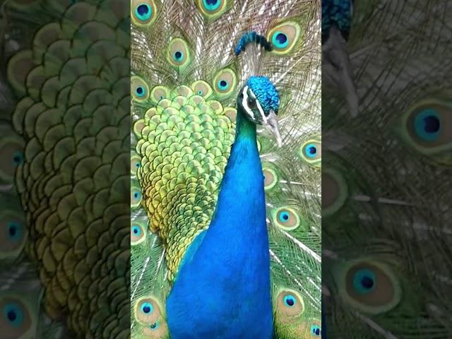 Peacock Calls | Peafowl Bird Sounds #peacock #birds