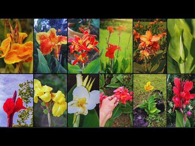 CANNA LILY VARIETIES - Plants Weekly