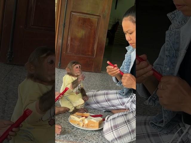 Cutis & Yen Nhi have breakfast #cutis #babymonkeycutis #shortsvideo