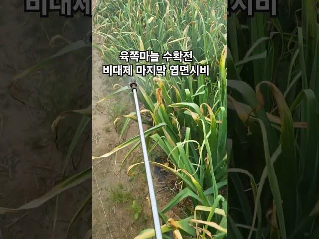 육쪽마늘 수확 전 비대제 마지막 엽면시비