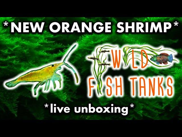 *NEW ORANGE SHRIMP (neocaridina)* from WILD FISH TANKS