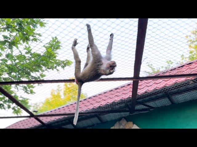 МЫ ЗАМЕРЛИ! Люська очень громко зашла к Елисею и повисла вниз головой!
