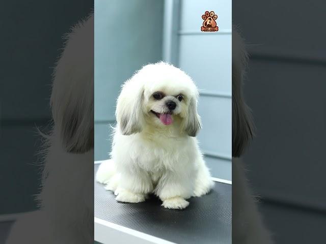 Oreo, the adorable Shih Tzu, had a fantastic grooming session at FUREVER PETS GROOMING STUDIO! ️