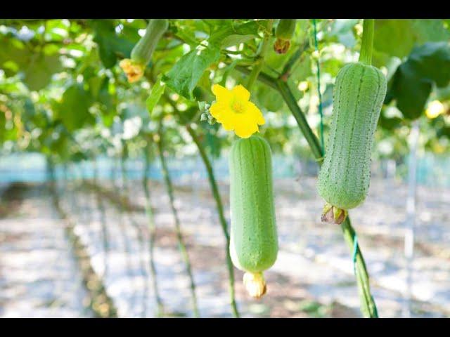 I TRIED TO GROW A LOOFAH (LUFFA) IN THE UK #gardening #gardeninguk