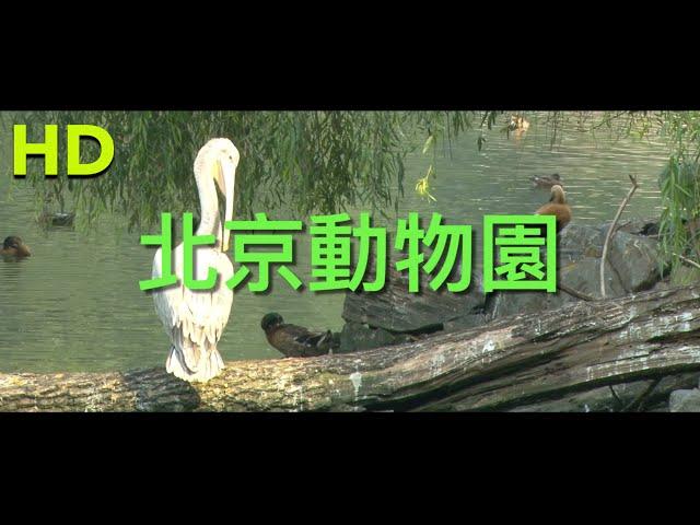 北京動物園｜Beijing Zoo｜HD