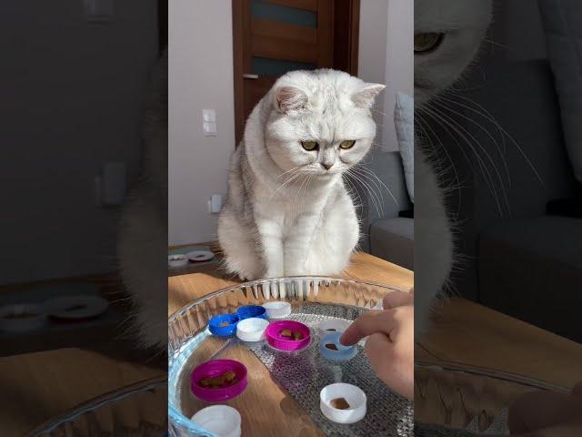 Идея летней игры для котика #коты #кот #shorts