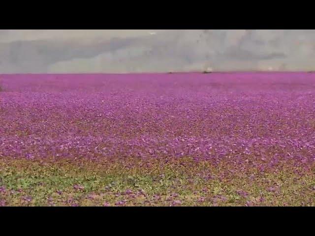 El desierto de Atacama se cubre de flores