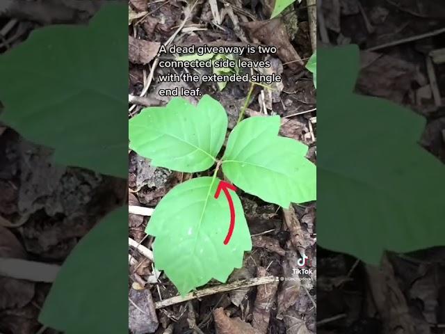 How To Identify Poison Ivy Fast.