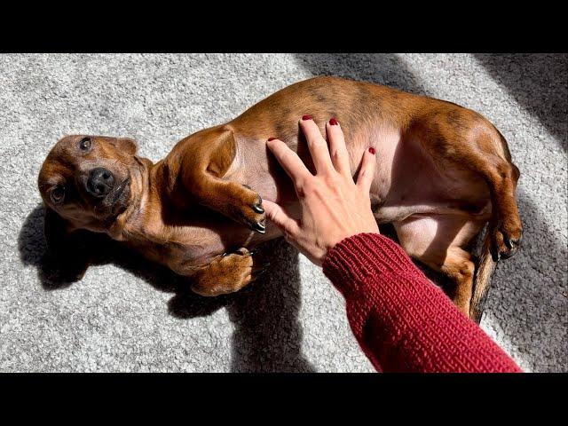 A day in the life of a velcro dog