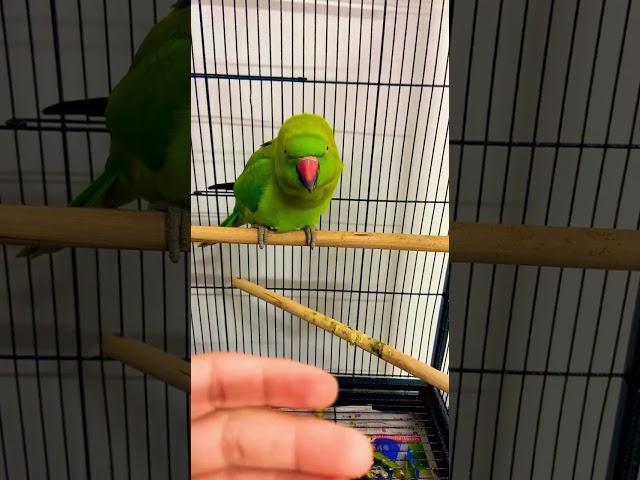 How to train your parrot to come out in the cage 