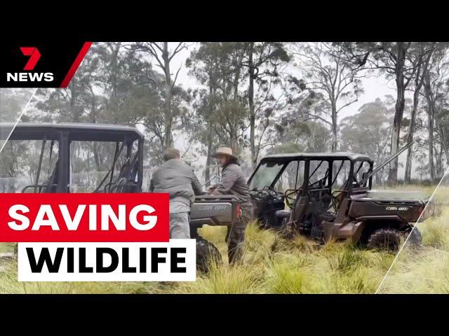 Rescuing endangered animals from floodwaters at Aussie Ark | 7NEWS