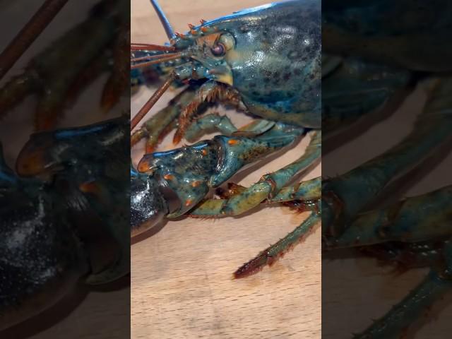 Cooking Blue Lobster