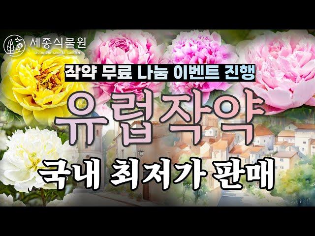 유럽작약  파격할인 ! 아름다운 고급 작약 심는방법 , 정원에 귀족의 꽃을 심으세요 #정원가꾸기 #정원 #작약 #유럽작약 #목단 #가드닝 #정원꾸미기 #정원