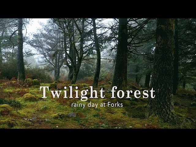 Rainy day in Forks forest • Twilight ambience • Reading and studying music 