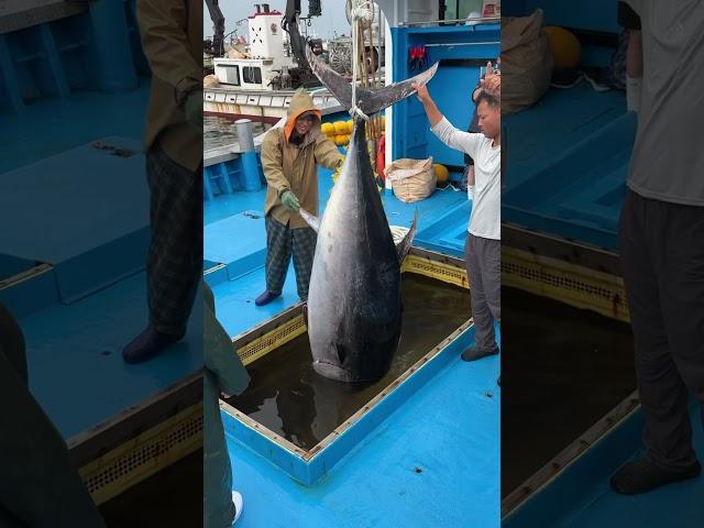 대왕참치 참다랑어 310kg 맛있겠다.. #활어횟감 #fish #참치 #참다랑어 #낚시