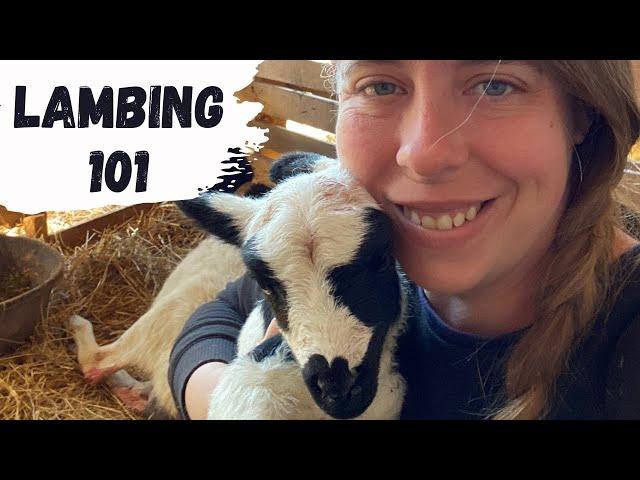 How to Breed Sheep & Raise Your Own Lambs | Lambing Season 2022