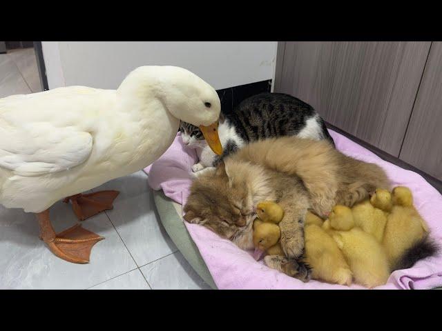 Fantastic animals!The kitten hugs the little duck and sleeps.Mother duck’s behavior so funny cute