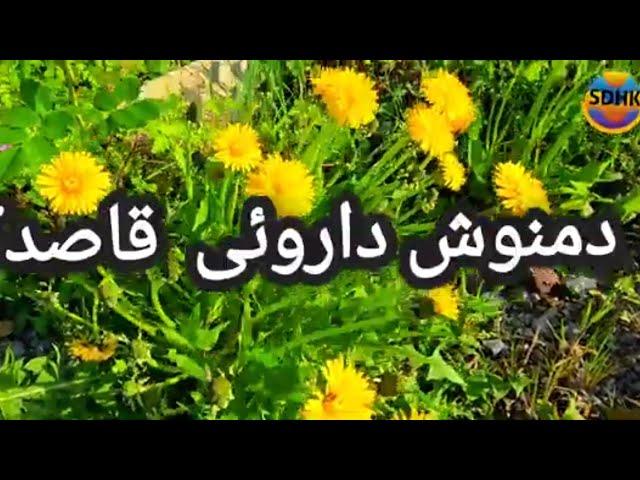 Dandelion tea          فواید دمنوش قاصدک