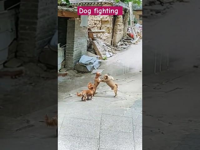 Dog fighting short #viralanimalshort #vtrend  #animaltrending #newanimalshort