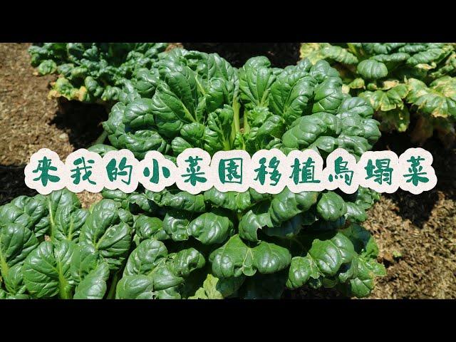 來我的小菜園移植烏塌菜#烏塌菜 #我的小菜園 #自己種的純天然的綠色蔬菜 #種植小技巧 #關注我一起學種菜