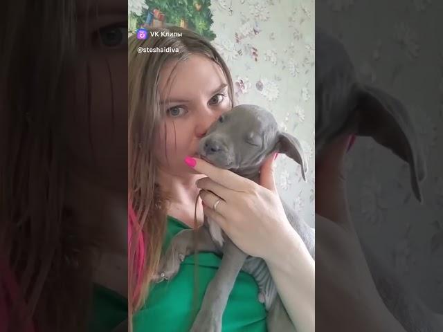 Голубой питбуль #pitbull #puppy #щенок #питбуль #питбультерьер